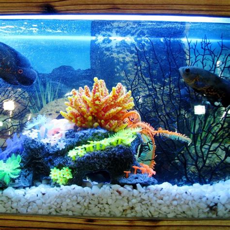 empty fish tank|How to Empty Aquarium Safely and Effectively for Maintenance .